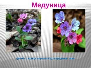 Картинки фомаида медуница