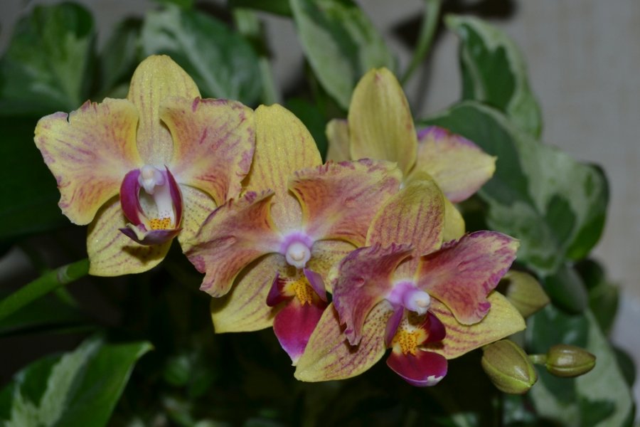 Phalaenopsis Golden Star.