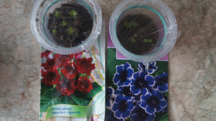 Когда сеять семена глоксинии. Когда сеять семена глоксинии. Глоксиния семена ростки. Глоксиния всходы. Посев глоксинии семенами.